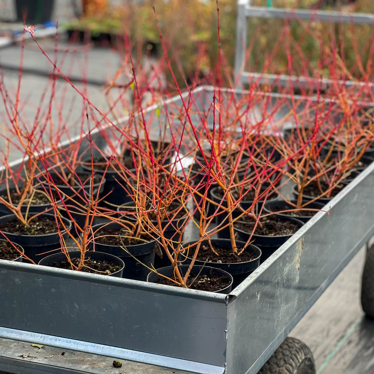 Obrázok Drieň krvavý (Cornus sanguinea) ´MIDWINTER FIRE´ - výška 15-20 cm, kont. C2L