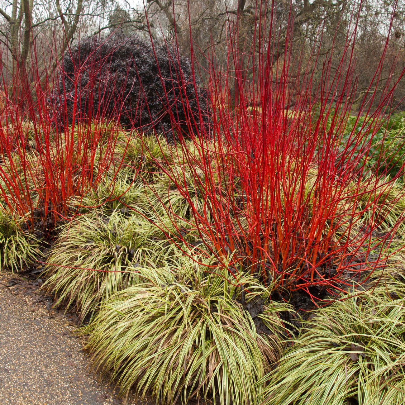 Obrázok Drieň biely (Cornus alba) ´GOUCHAULTII´ – výška 50-60 cm, kont. C3L