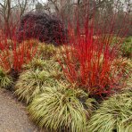 Drieň biely (Cornus alba) ´GOUCHAULTII´ – výška 50-60 cm, kont. C3L