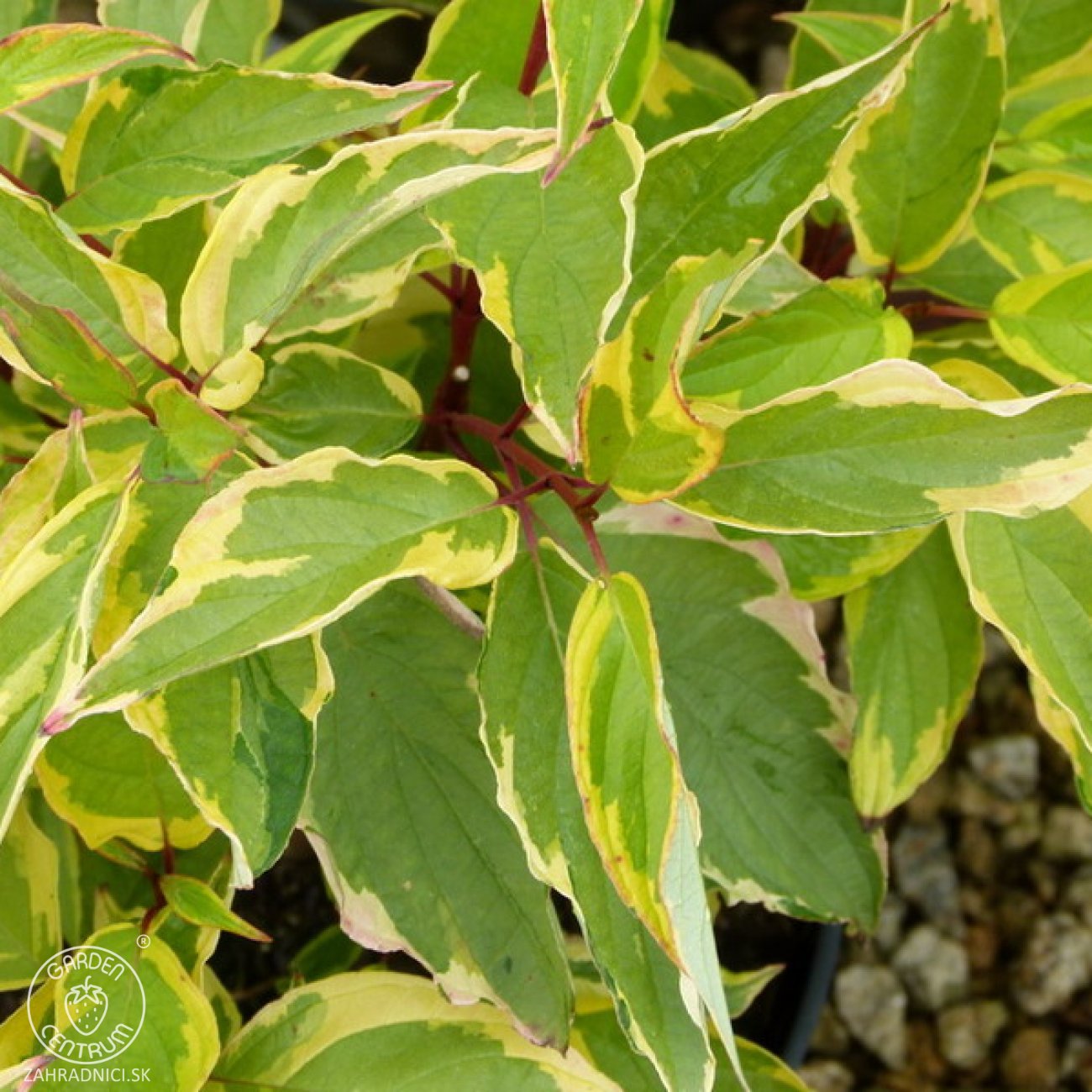 Obrázok Drieň biely (Cornus alba) ´GOUCHAULTII´ – výška 50-60 cm, kont. C3L