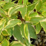 Drieň biely (Cornus alba) ´GOUCHAULTII´ – výška 50-60 cm, kont. C3L