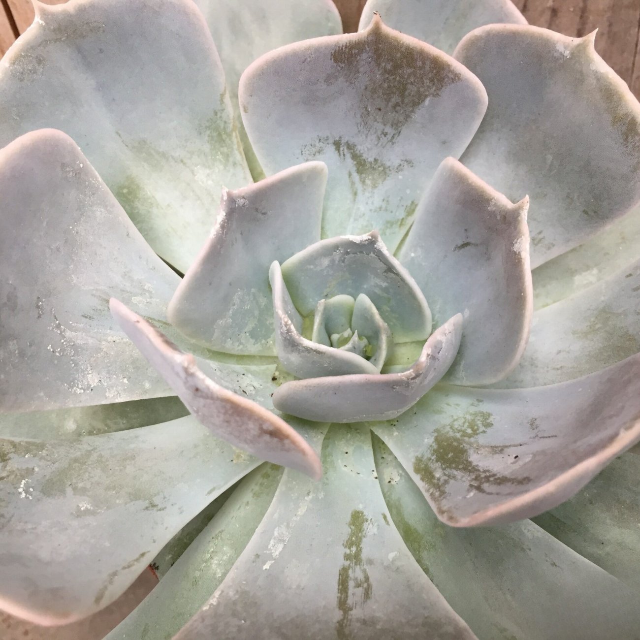 Obrázok Echevéria (Echeveria) ´POLLUX´ - výška 20-30 cm, Ø 20-30 cm, kont. C12L