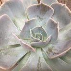 Echevéria (Echeveria) ´POLLUX´ - výška 20-30 cm, Ø 20-30 cm, kont. C12L