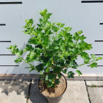 Egreš obyčajný (Grossularia uva-crispa) ´INVICTA´ - výška 40-60 cm, kont. C2L, stredne skorý, zelený - KRÍKOVÝ