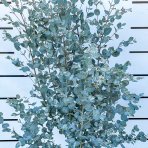 Eukalyptus (Eucalyptus) ´SILVERANA´ - výška 90-110 cm, kont. C5L (-13°C)
