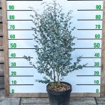 Eukalyptus (Eucalyptus) ´SILVERANA´ - výška 90-110 cm, kont. C5L (-13°C)