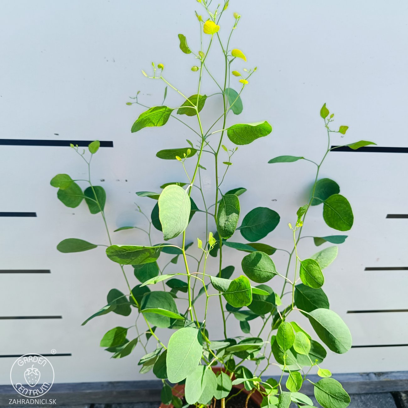 Obrázok Eukalyptus striebrolistý (Eucalyptus polyanthemos) - výška 40-70 cm, kont. C3L