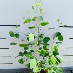 Eukalyptus striebrolistý (Eucalyptus polyanthemos) - výška 40-70 cm, kont. C3L