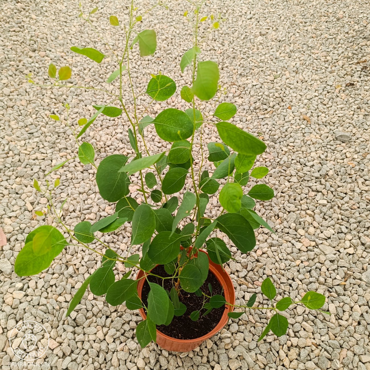 Obrázok Eukalyptus striebrolistý (Eucalyptus polyanthemos) - výška 40-70 cm, kont. C3L