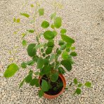 Eukalyptus striebrolistý (Eucalyptus polyanthemos) - výška 40-70 cm, kont. C3L