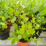 Eukalyptus striebrolistý (Eucalyptus polyanthemos) - výška 40-70 cm, kont. C3L