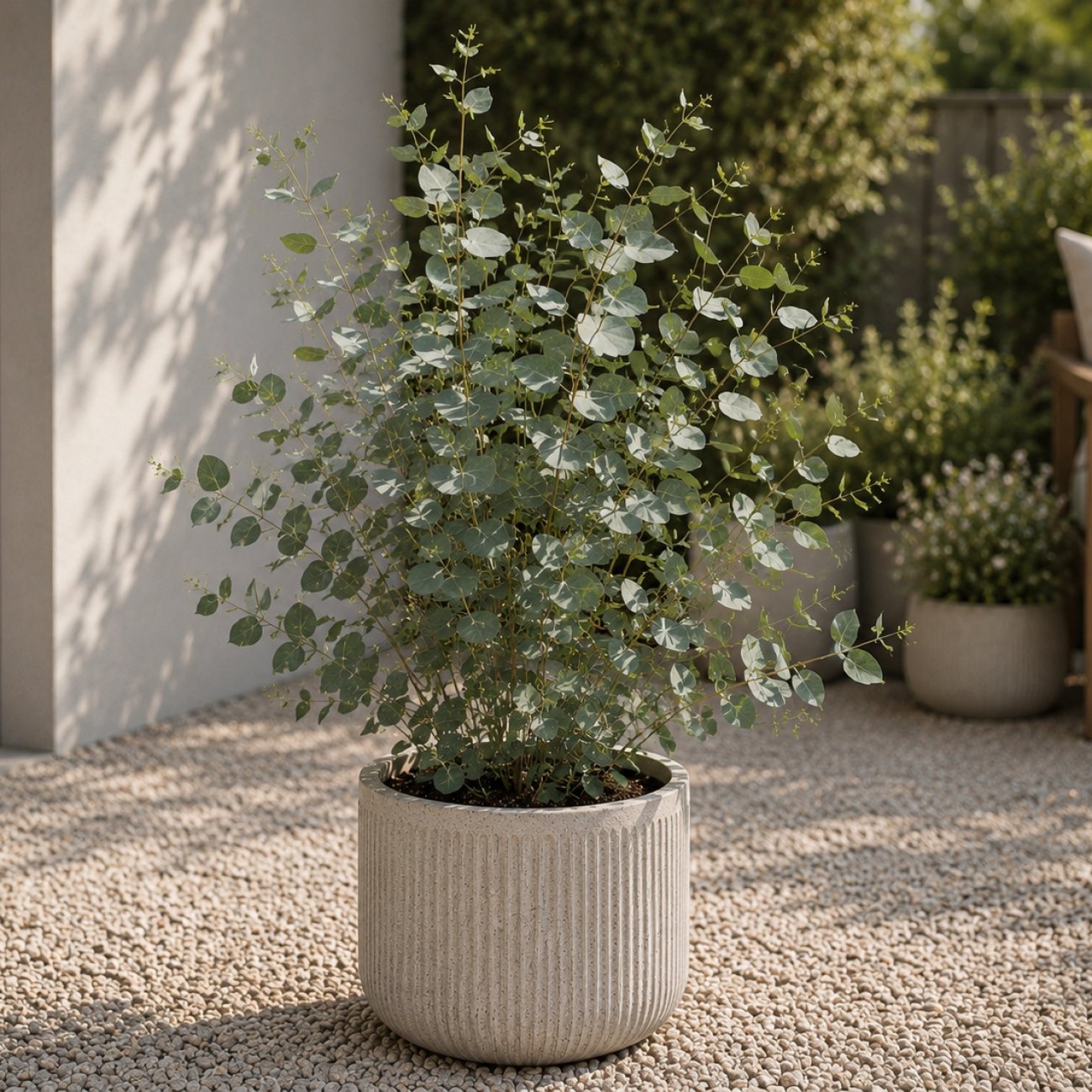 Obrázok Eukalyptus striebrolistý (Eucalyptus polyanthemos) - výška 40-70 cm, kont. C3L