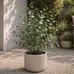 Eukalyptus striebrolistý (Eucalyptus polyanthemos) - výška 40-70 cm, kont. C3L