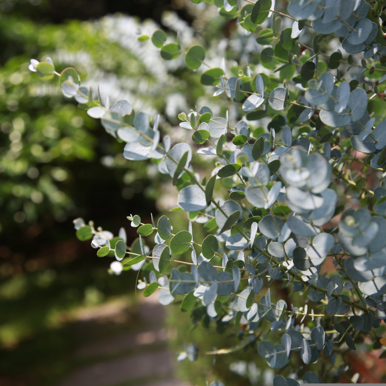 Obrázok Eukalyptus striebrolistý (Eucalyptus polyanthemos) - výška 40-70 cm, kont. C3L