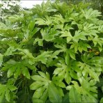 Arália japonská (Fatsia Japonica) - výška 60-80 cm, kont. C5L