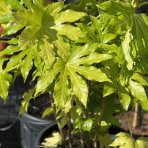 Arália japonská (Fatsia Japonica) - výška 60-80 cm, kont. C5L