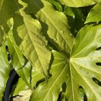 Arália japonská (Fatsia Japonica) - výška 60-80 cm, kont. C5L