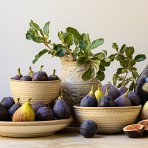 Figovník jedlý (Ficus carica) ´BROWN TURKEY´ - výška 20-30 cm, BONSAJ MISA