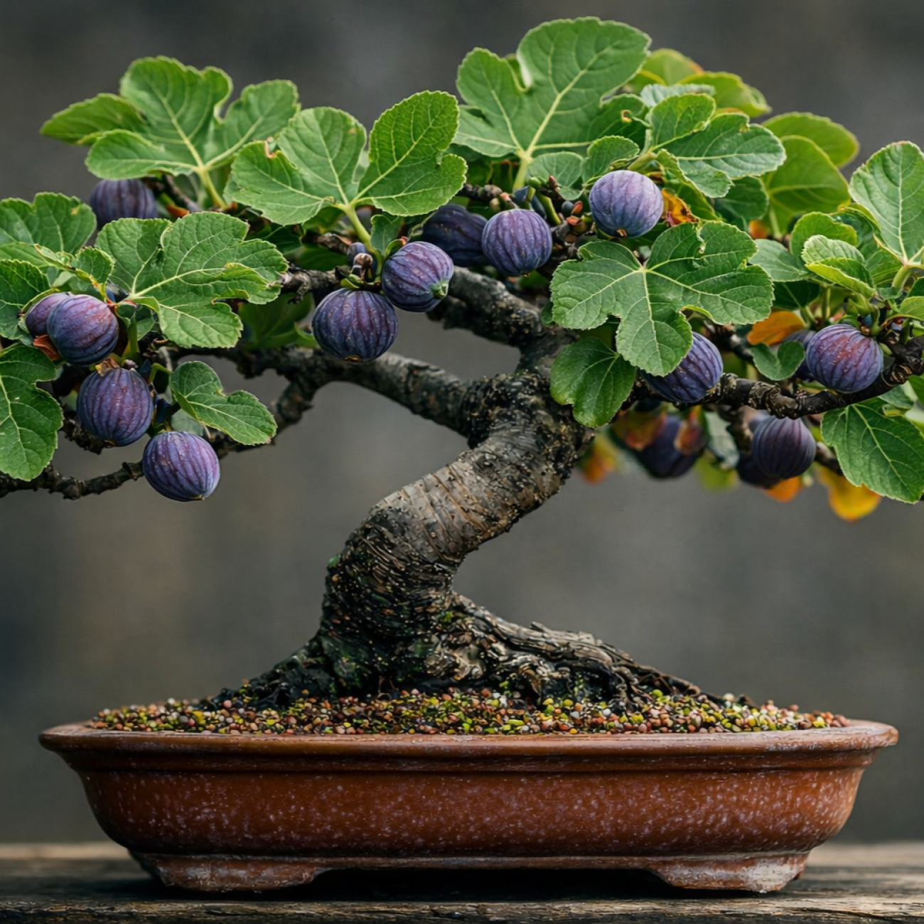 Obrázok Figovník jedlý (Ficus carica) ´BROWN TURKEY´ - výška 20-30 cm, BONSAJ MISA