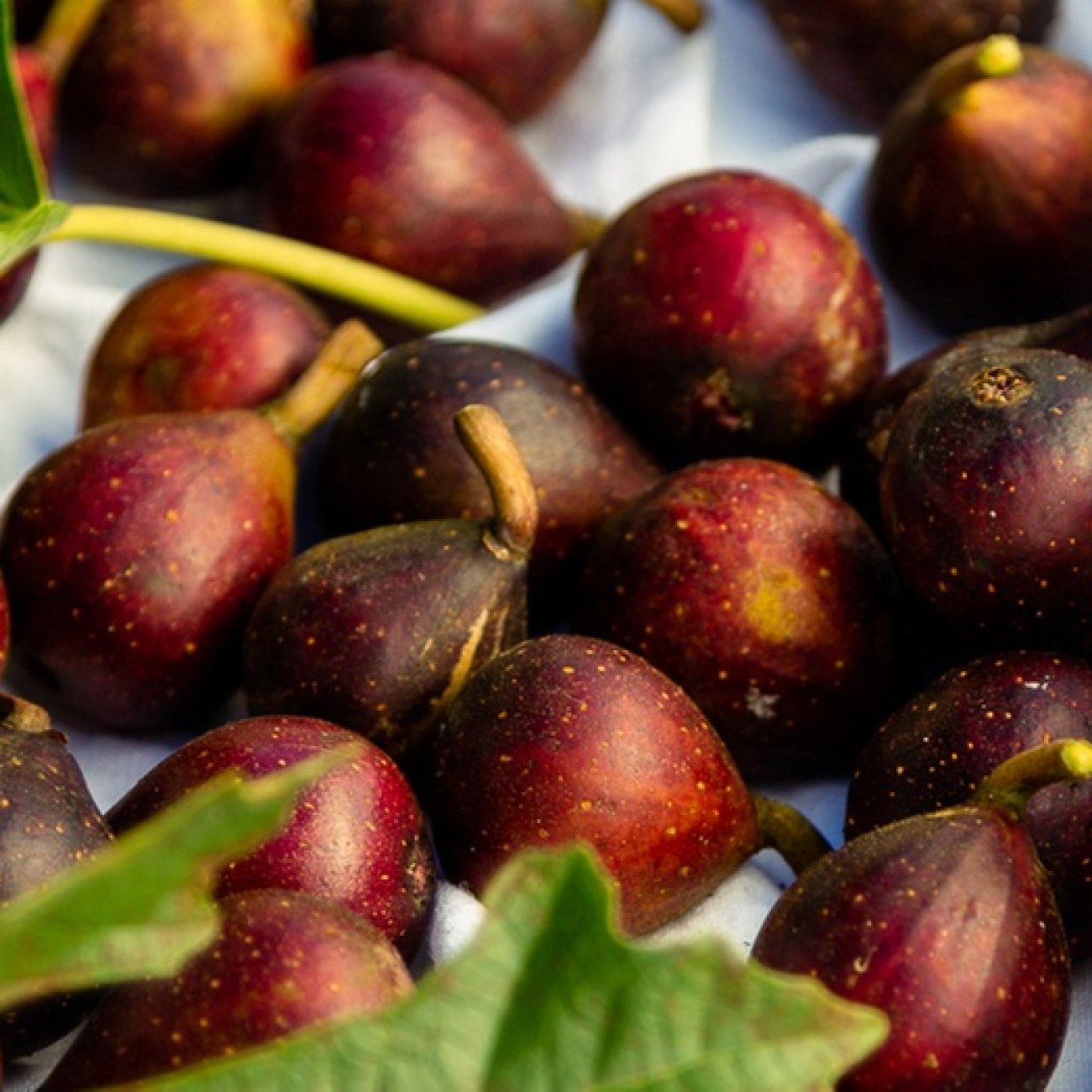 Obrázok Figovník jedlý (Ficus carica) ´LITTLE MISS FIGGY®´ - výška 220-230 cm, kont. C150L, BOHATO RODIACI EXEMPLÁR (-15°C)