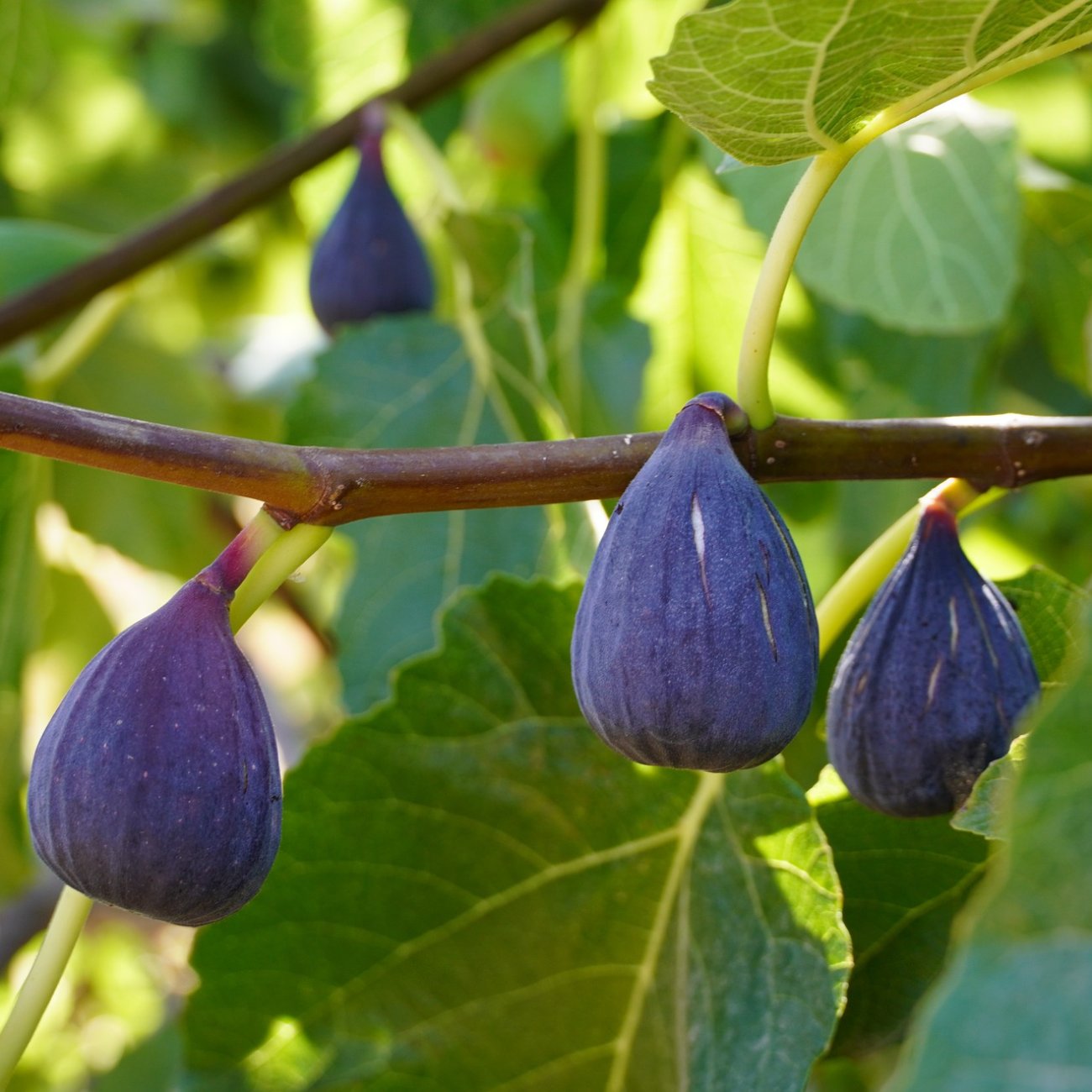 Obrázok Figovník obyčajný (Ficus carica) ´BROWN TURKEY´ – výška 20–30 cm, kont. C2,6L – BONSAJ (deco misa)
