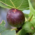 Figovník obyčajný (Ficus carica) ‘NOIRE DE CAROMB’ – výška 40–60 cm, kont. C2L