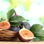 Figovník jedlý (Ficus carica) ´FIROMA®´ - výška 200-250 cm, obvod kmeňa 8/10 cm, kont. C18L (-20°C)
