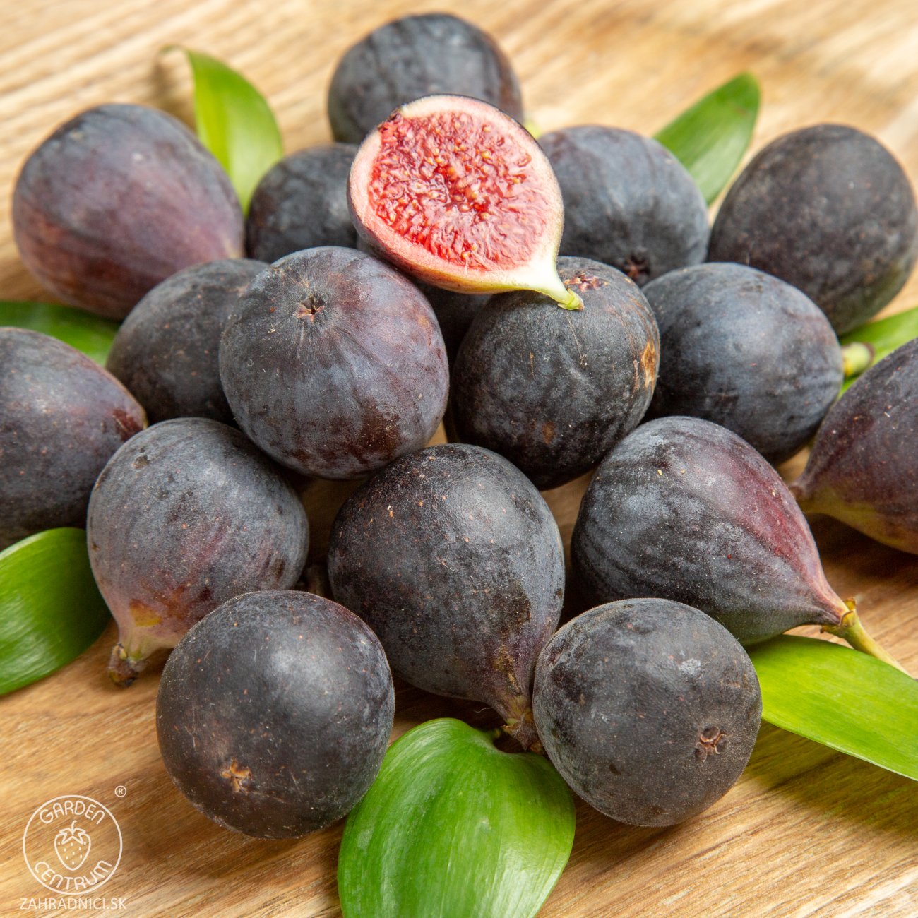 Obrázok Figovník obyčajný (Ficus carica) ‘NOIRE DE CAROMB’ – výška 40–60 cm, kont. C2L