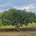 Figovník obyčajný (Ficus carica) ´BROWN TURKEY´ - výška 15-25 cm, kont. C1,5L (-20°C)