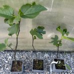 Figovník obyčajný (Ficus carica) ´BROWN TURKEY´ - výška 15-25 cm, kont. C1,5L (-20°C)