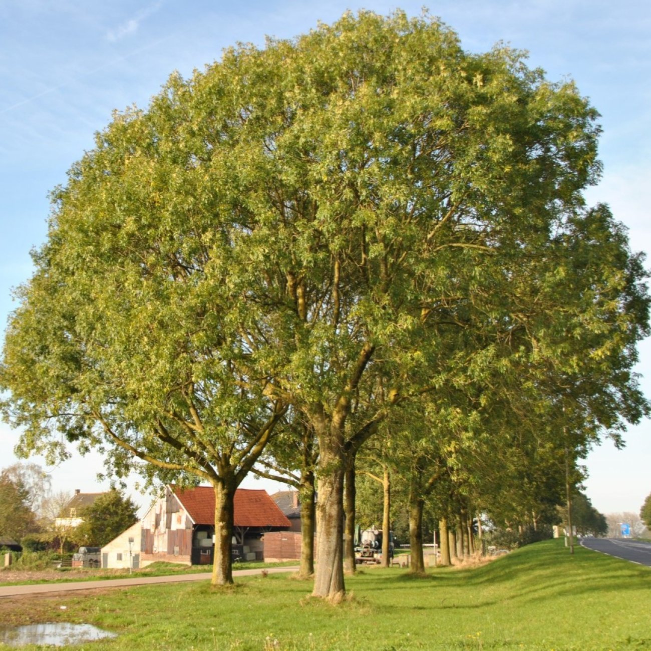 Obrázok Jaseň štíhly (Fraxinus excelsior) - výška 110-150 cm, kont. C10L