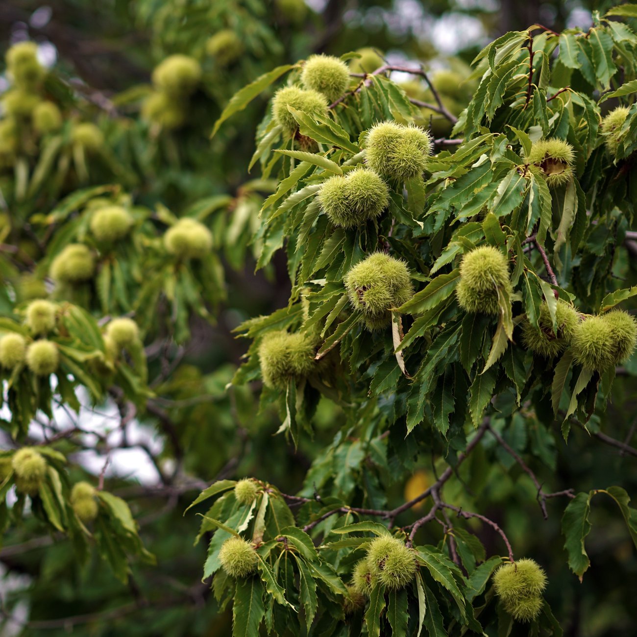 Obrázok Gaštan jedlý (Castanea Sativa) ´MARAVAL´ - výška 120-150 cm, obvod kmeňa 4/6 cm, kont. C6L