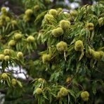 Gaštan jedlý (Castanea Sativa) ´MARAVAL´ - výška 120-150 cm, obvod kmeňa 4/6 cm, kont. C6L