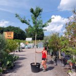 Ginko dvojlaločné (Ginkgo biloba) - výška 430-450 cm, kont. C130L, obvod kmeňa 18/20 cm - EXEMPLÁR