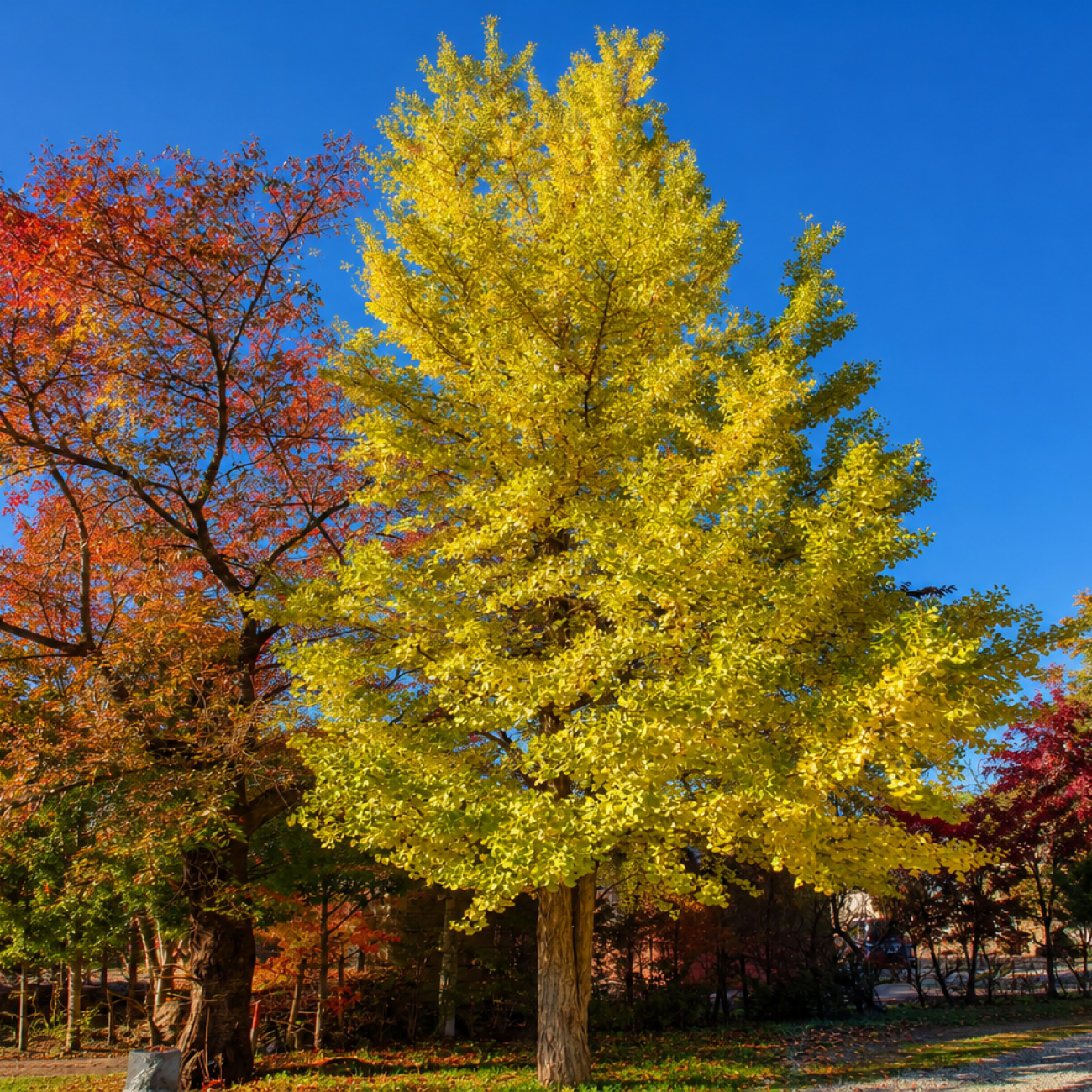 Obrázok Ginko dvojlaločné (Ginkgo biloba) - výška 430-450 cm, kont. C130L, obvod kmeňa 18/20 cm - EXEMPLÁR