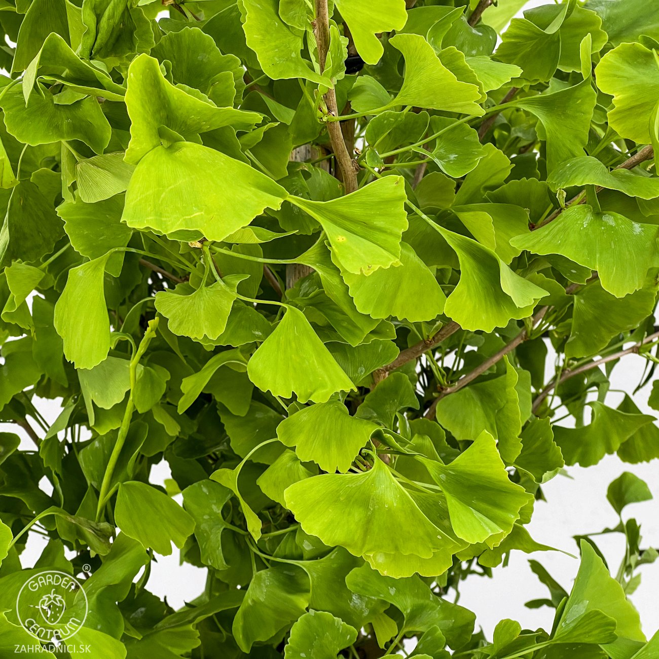Obrázok Ginko dvojlaločné (Ginkgo biloba) - výška 430-450 cm, kont. C130L, obvod kmeňa 18/20 cm - EXEMPLÁR
