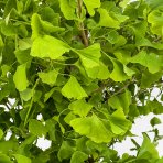 Ginko dvojlaločné (Ginkgo biloba) - výška 430-450 cm, kont. C130L, obvod kmeňa 18/20 cm - EXEMPLÁR