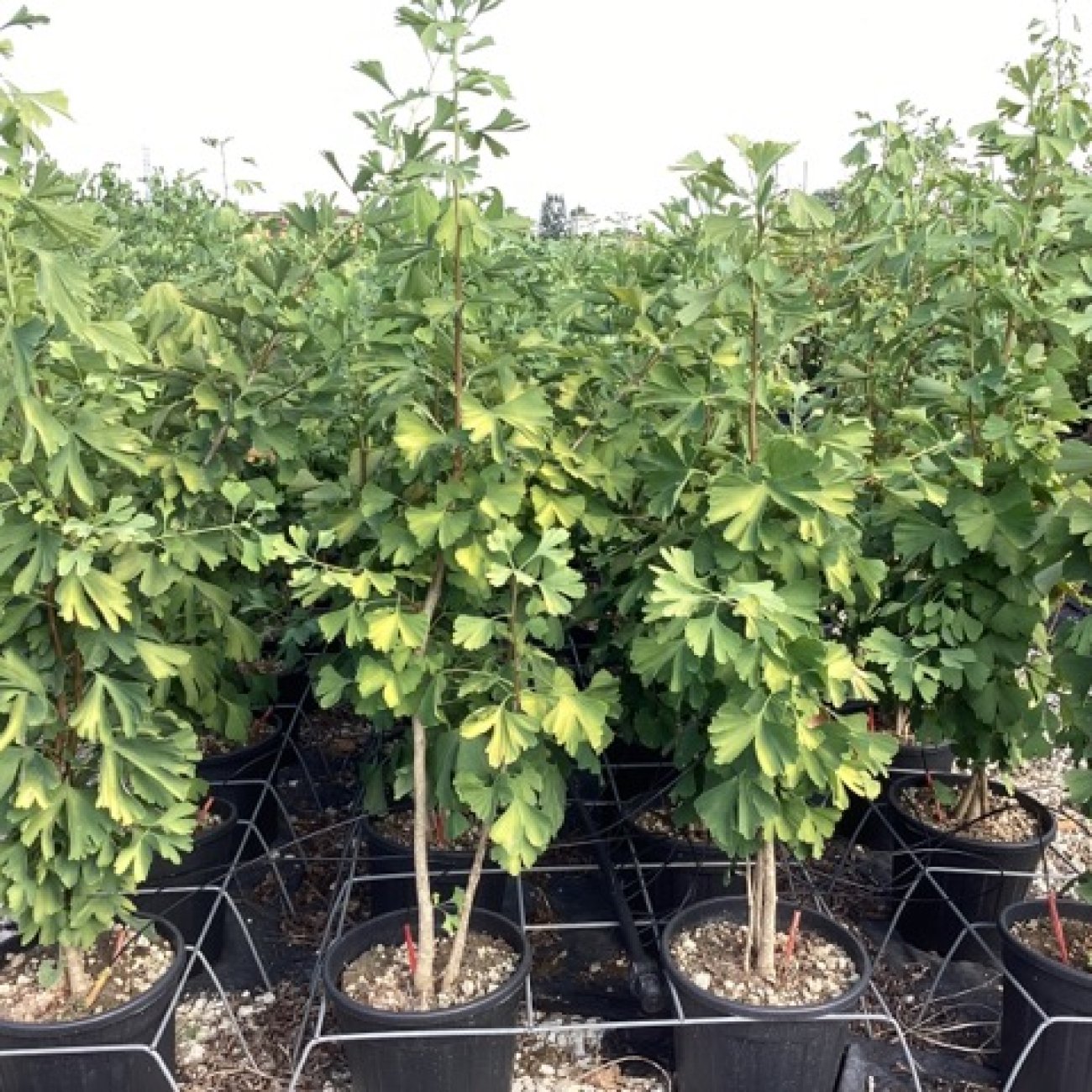 Obrázok Ginko dvojlaločné (Ginkgo biloba) - výška 70-100 cm, kont. C10L - VIACKMEŇ
