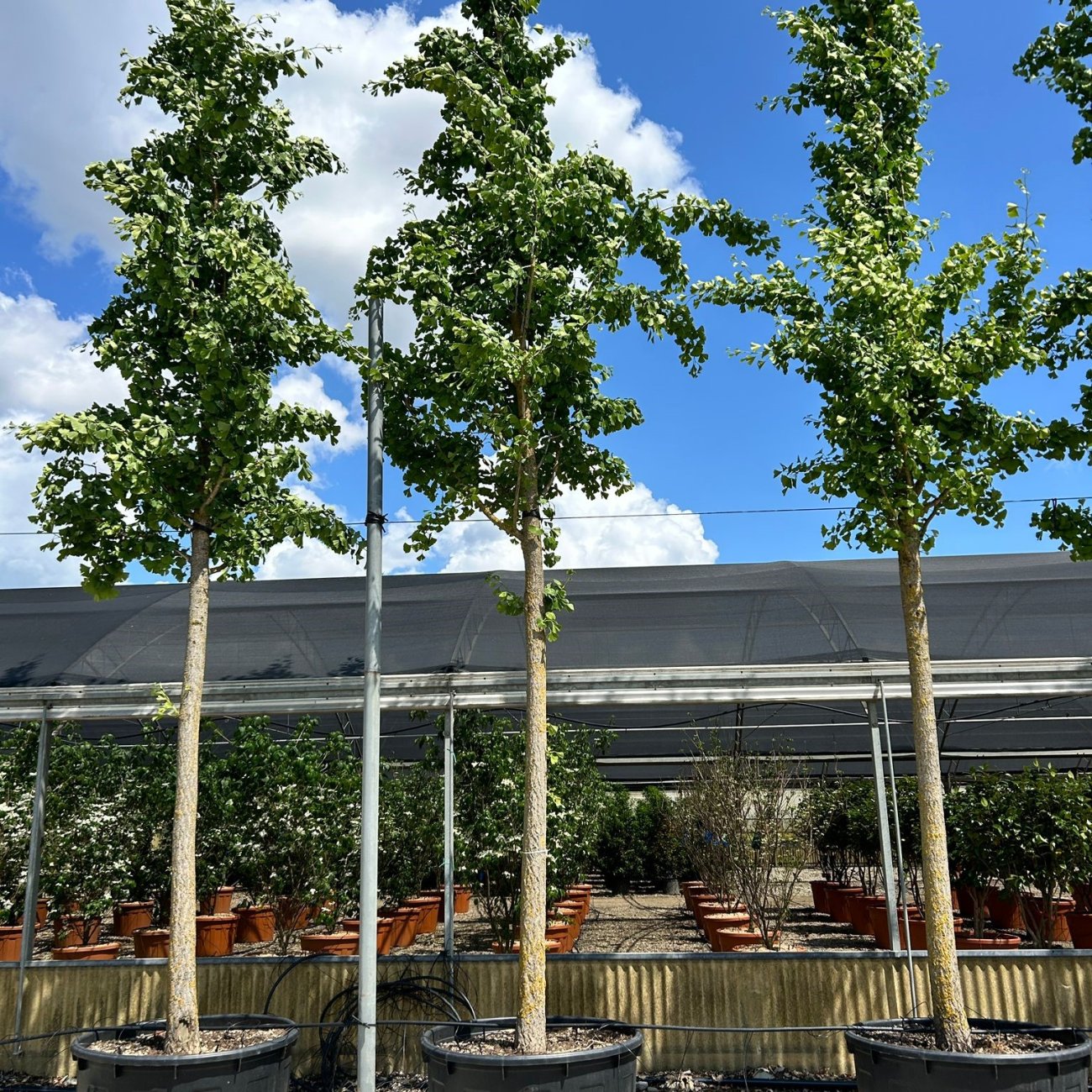 Obrázok Ginko dvojlaločné (Ginkgo biloba) - výška 430-450 cm, kont. C130L, obvod kmeňa 18/20 cm - EXEMPLÁR