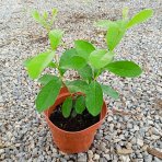 Guava ananásová (Acca Sellowiana Feijoa) - výška 20-30 cm, kont. C2L (-16°C)