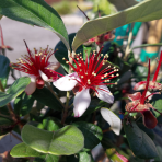 Guava ananásová (Acca Sellowiana Feijoa) - výška 70-90 cm, kont. C7/9L - NA KMIENKU (-16°C)