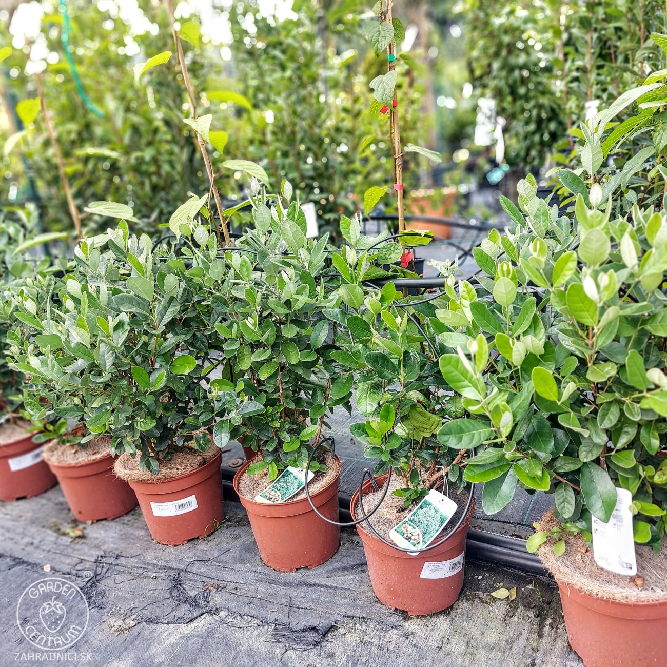 Obrázok Guava ananásová (Acca Sellowiana Feijoa) - výška 20-30 cm, kont. C2L (-16°C)