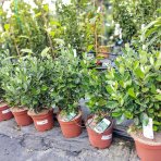Guava ananásová (Acca Sellowiana Feijoa) - výška 20-30 cm, kont. C2L (-16°C)