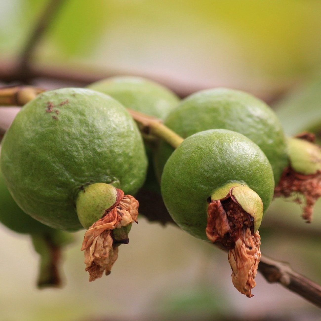 Obrázok Guava jahodová (Psidium cattleianum) ´CATTLEY´ výška 80 - 100 cm, kont. C10L (-16°C)
