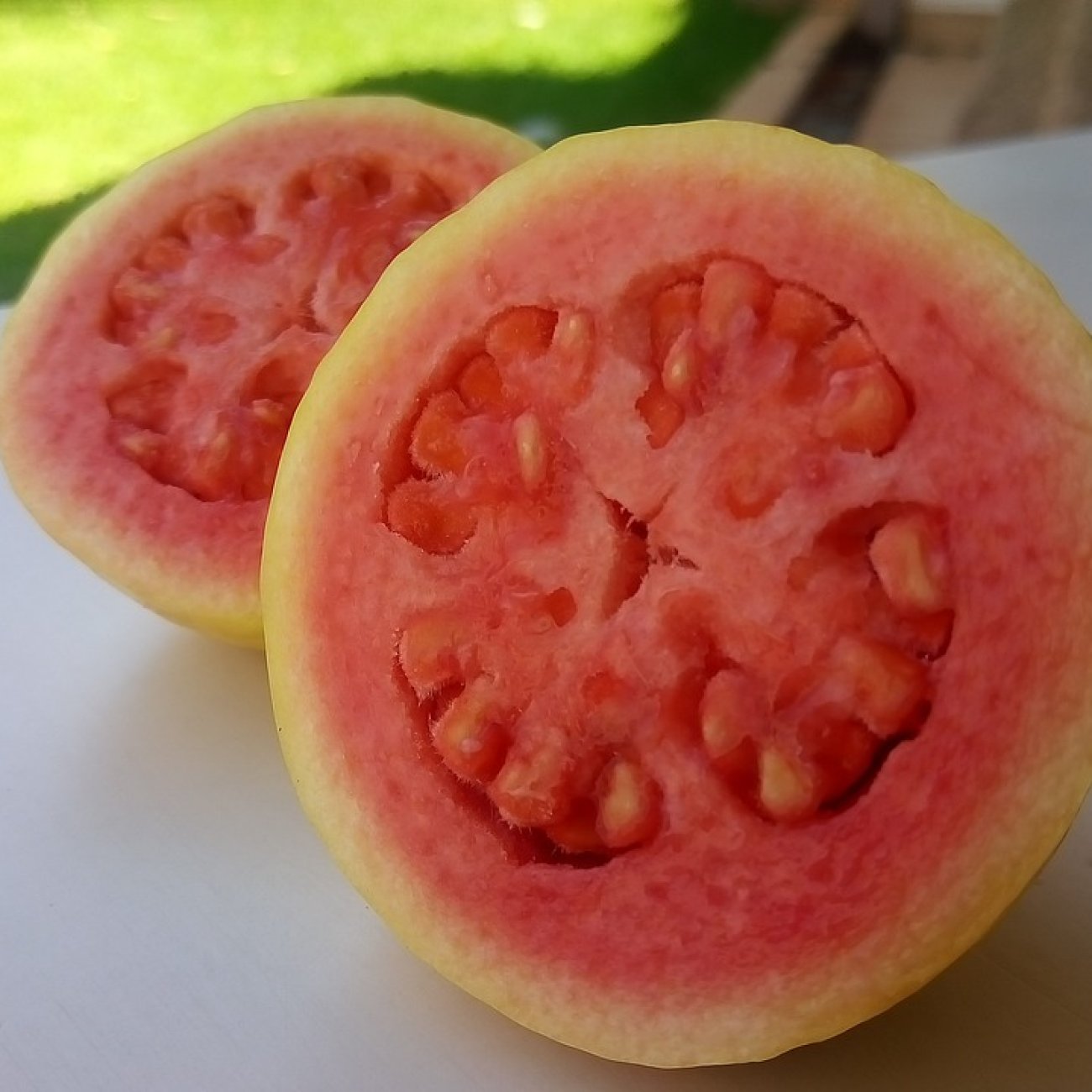 Obrázok Guava jahodová (Psidium cattleianum) ´CATTLEY´ výška 80 - 100 cm, kont. C10L (-16°C)