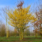 Hamamel prostredný (Hamamelis × intermedia) ‘ARNOLD PROMISE’ - výška 30-40 cm, kont. C3L