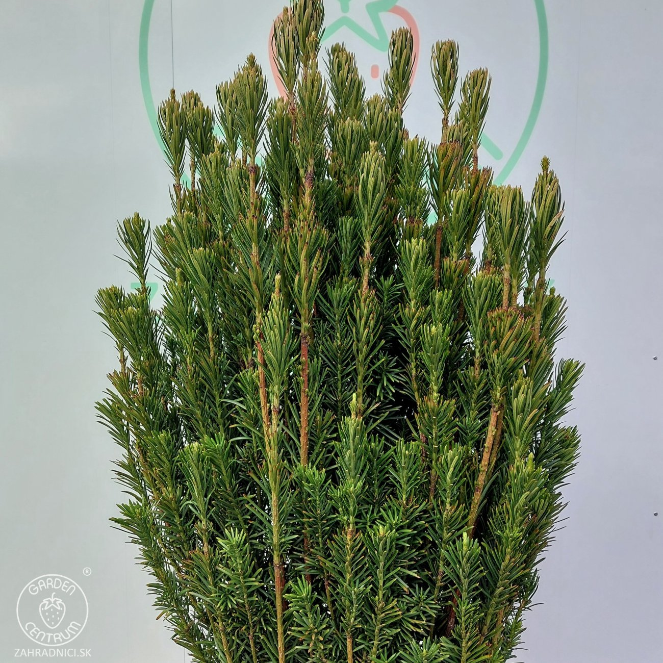 Obrázok Hlavotis peckovitý (Cephalotaxus harringtonii) ´FASTIGIATA´ - výška 130-150 cm, kont. C45L