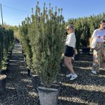 Hlavotis peckovitý (Cephalotaxus harringtonii) ´FASTIGIATA´ - výška 130-150 cm, kont. C45L