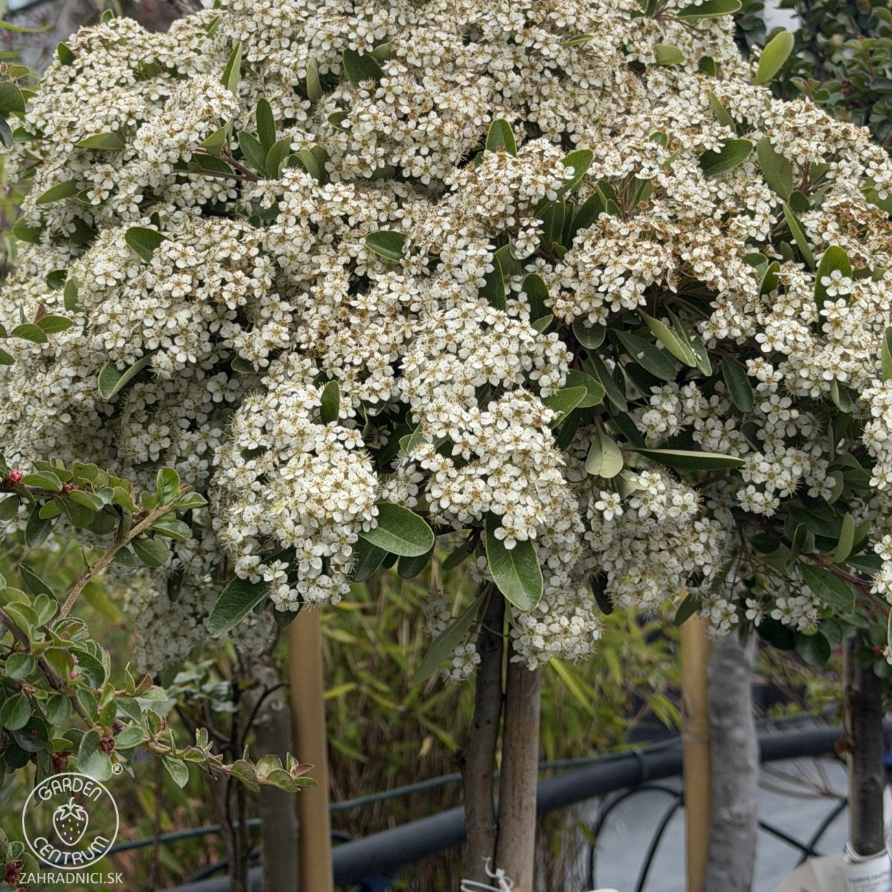 Obrázok Hlohyňa šarlátová (Pyracantha) ´VENTOUX RED´ - výška 70-90 cm, kont. C7L - NA KMIENKU