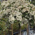 Hlohyňa šarlátová (Pyracantha) ´VENTOUX RED´ - výška 70-90 cm, kont. C7L - NA KMIENKU